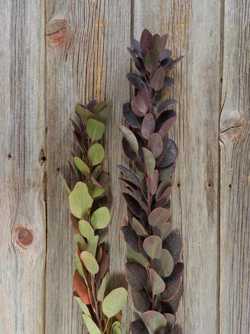 36 COTINUS PURPLE 5 STEM BU GREENS